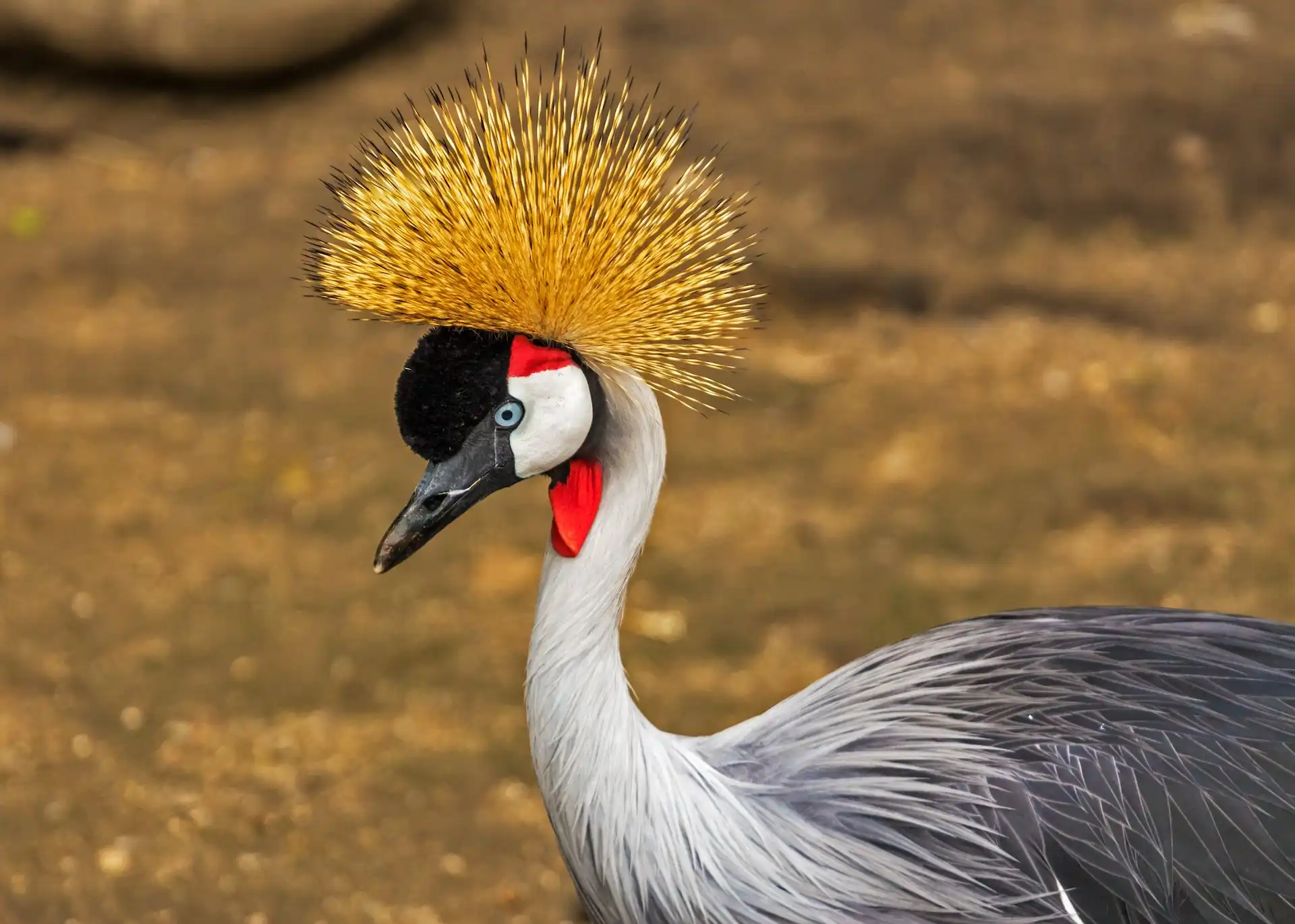 Image of Grey Crowned Crane