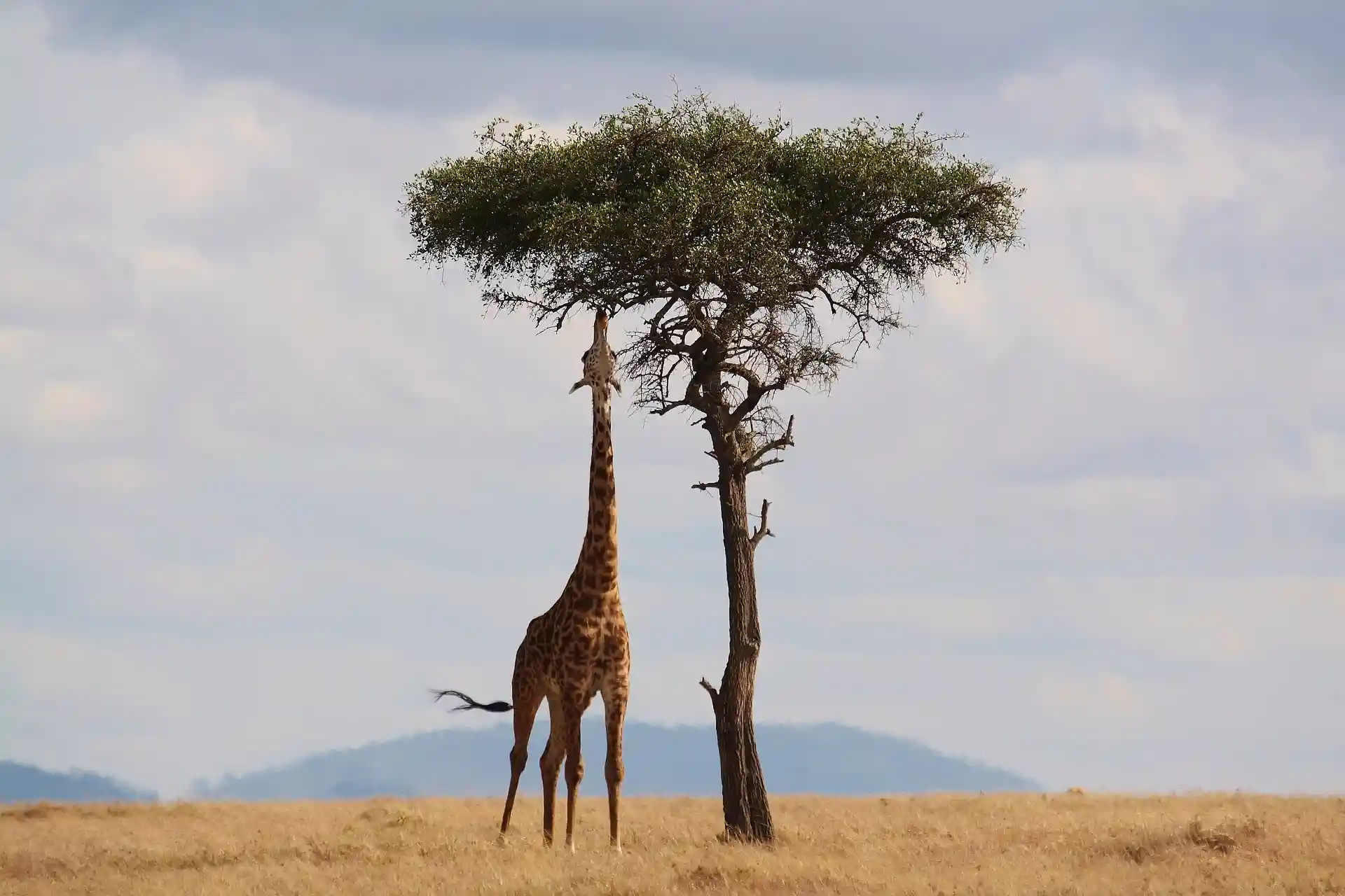 Giraffe eating from a tree